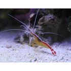 2014-02-13_Salzwasser-Fische_Werner-C_004_aus_kl_rahmen_cc