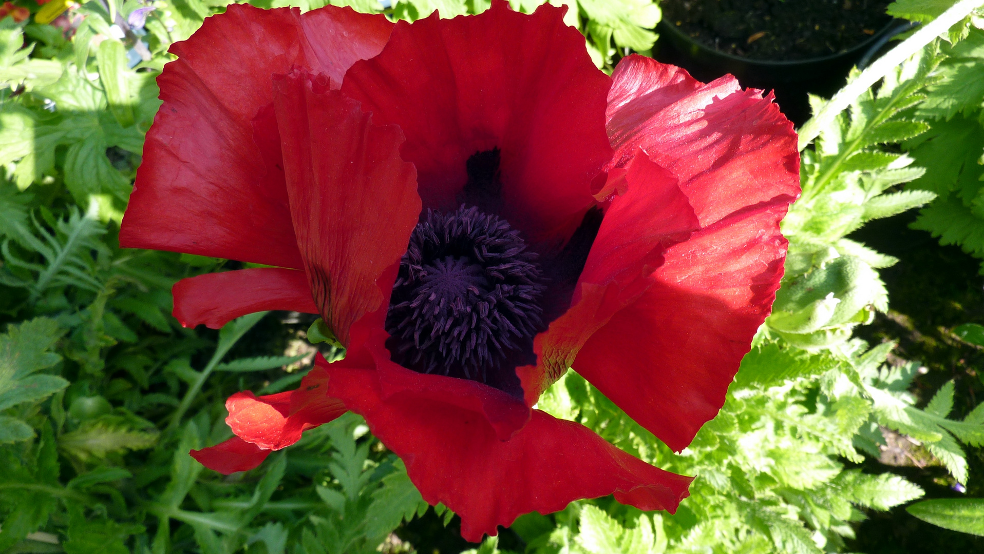 2014-05-03 Mohn - Blüte