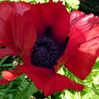 2014-05-03 Mohn - Blüte