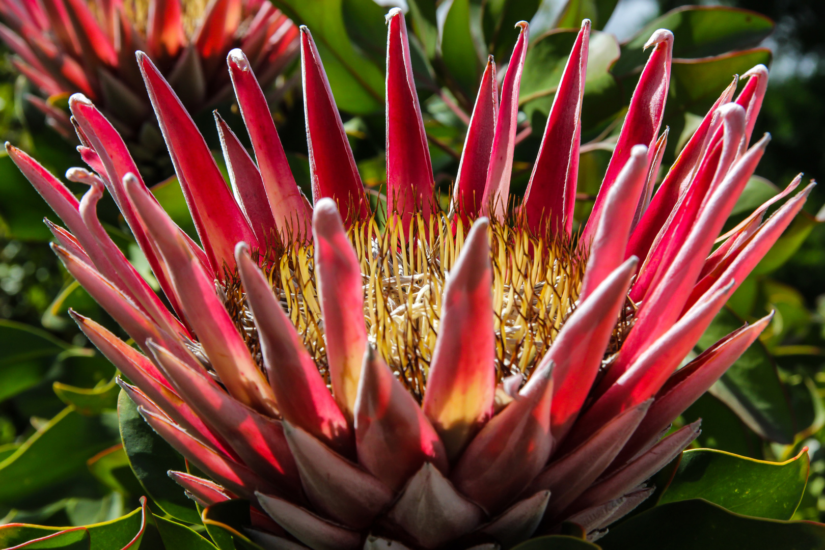 2014 11 Südafrika Franschhoek Protea