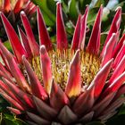 2014 11 Südafrika Franschhoek Protea