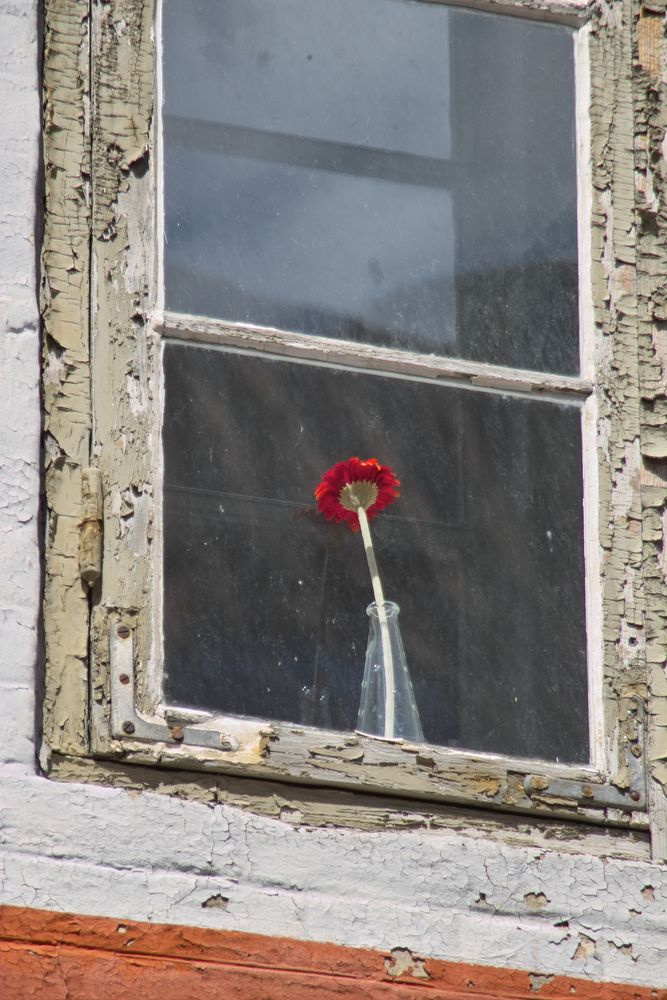 2014 - Altes Fenster mit einsamer roter Blüte