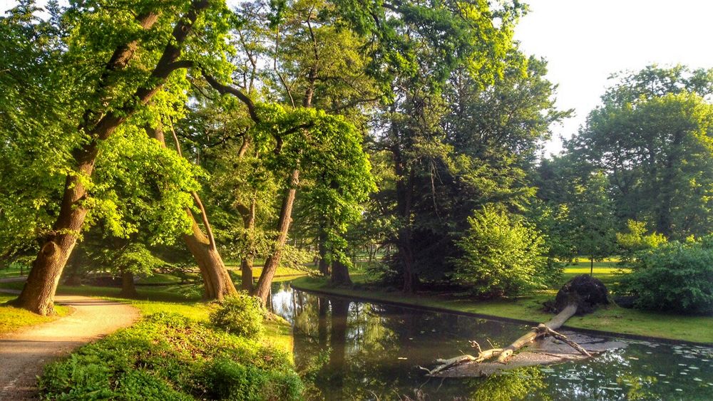 2014 Baum fallen geht los (Schlosspark Schwerin)