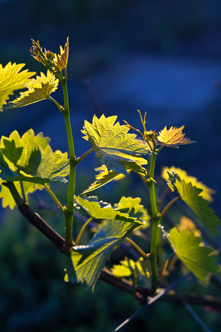 2014, ein gutes Weinjahr ?