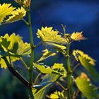 2014, ein gutes Weinjahr ?