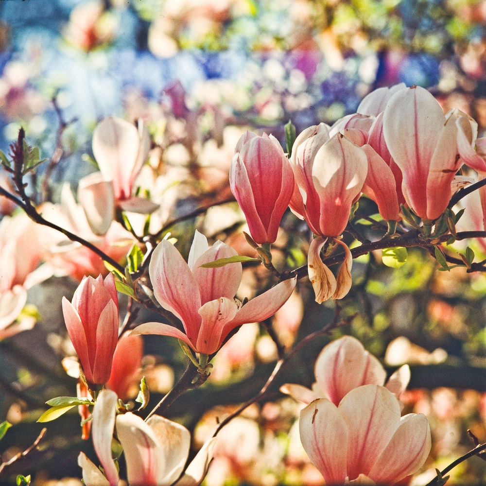 2014 - Magnolienblüten