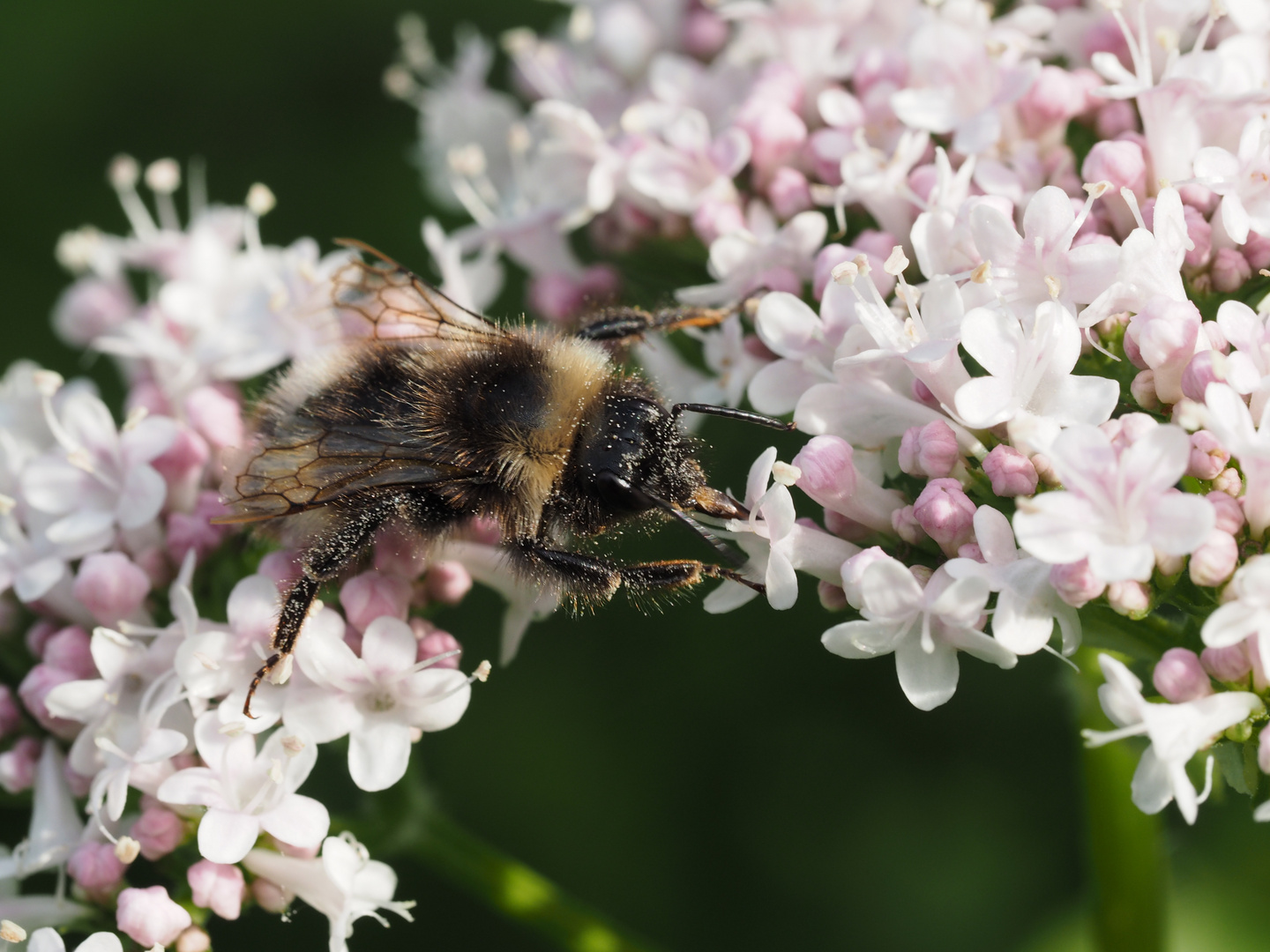 20140701 Hummel