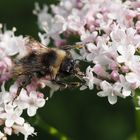 20140701 Hummel