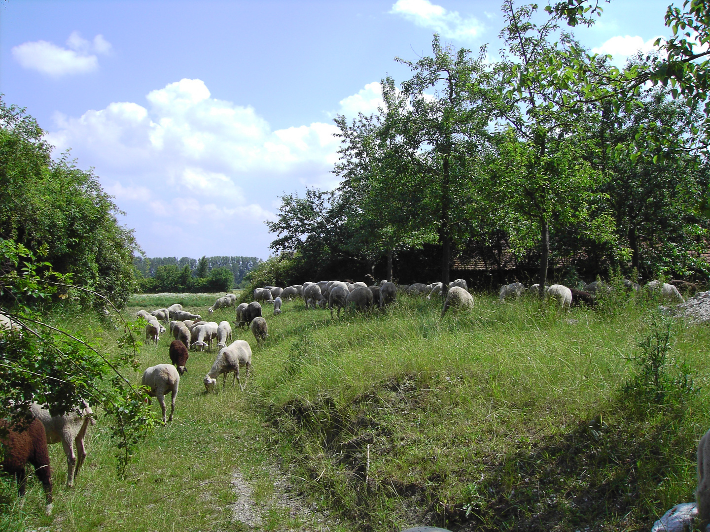 20140724 Freilandmuseum Bad Windsheim Landschaftspfleger