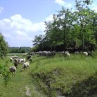 20140724 Freilandmuseum Bad Windsheim Landschaftspfleger