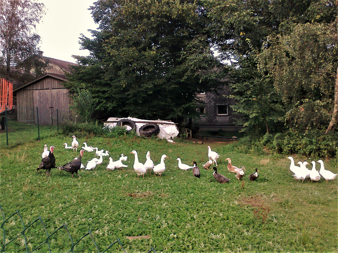 20140822 ARCHIV  Vielfalt  an Federvieh  im Bauerngarten