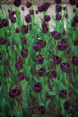 2014_7588 Tulpen im Garten von Schloß Dyck (Düsseldorf)