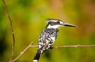 Pied Kingfisher di Antonio Saponaro