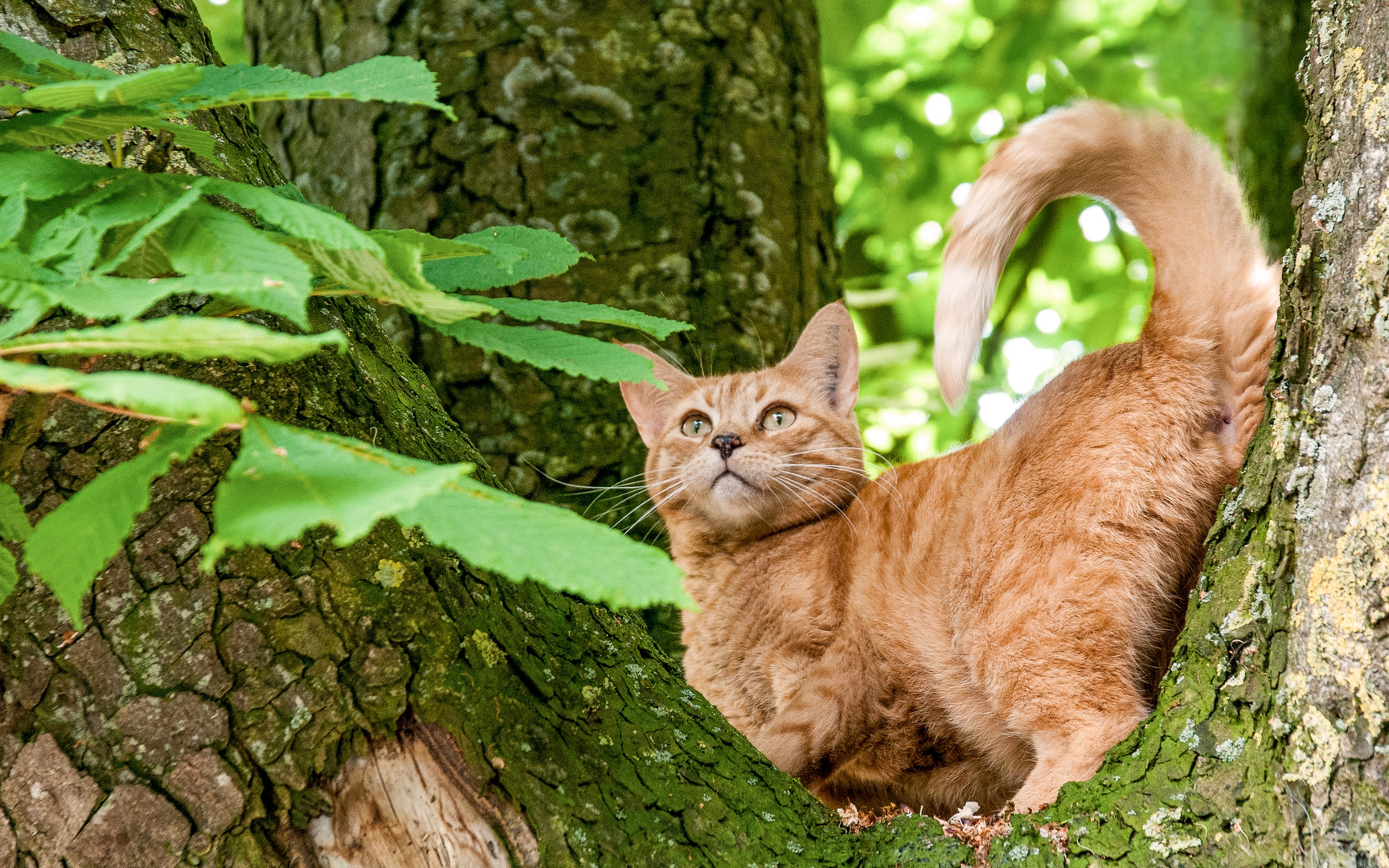 2014_Katze auf Baum