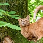 2014_Katze auf Baum