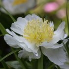 2015-06-07 Bad Bellingen, Hertingen, Rosenfest Landhaus Ettenbühl 041