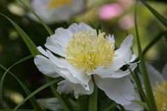 2015-06-07 Bad Bellingen, Hertingen, Rosenfest Landhaus Ettenbühl 041