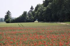 2015-06-07 Neuenburg am Rhein, Steinenstadt, Klatschmohnblüte am Hauenstein