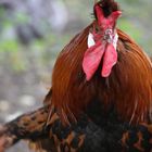 2015-06-12 Tierpark Lange Erlen, Appenzeller Spitzhaubenhuhn, Hahn, 003