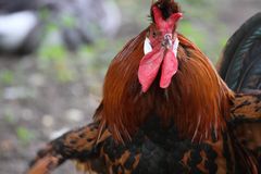 2015-06-12 Tierpark Lange Erlen, Appenzeller Spitzhaubenhuhn, Hahn, 003