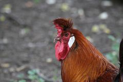 2015-06-12 Tierpark Lange Erlen, Appenzeller Spitzhaubenhuhn, Hahn, 012