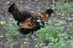 2015-06-12 Tierpark Lange Erlen, Appenzeller Spitzhaubenhuhn, Henn, 001