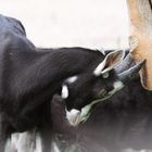 2015-06-12 Tierpark Lange Erlen, Bündner Strahlenziege 002