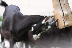 2015-06-12 Tierpark Lange Erlen, Bündner Strahlenziege 002