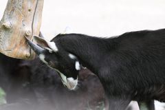 2015-06-12 Tierpark Lange Erlen, Bündner Strahlenziege 008