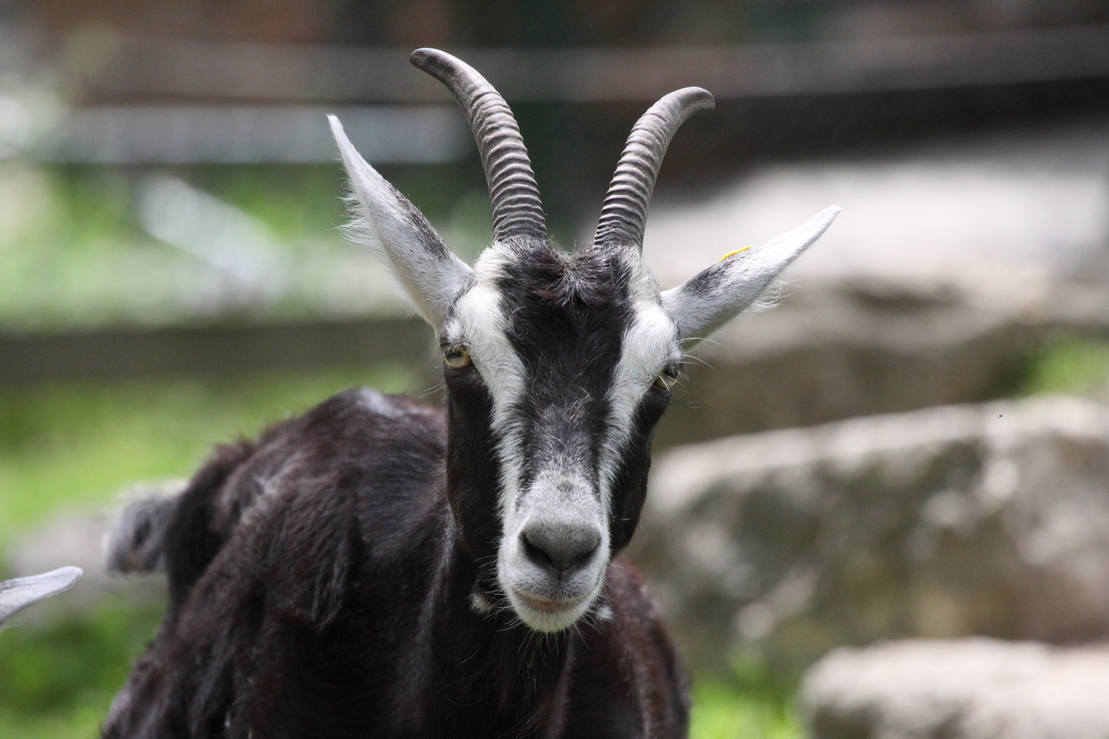 2015-06-12 Tierpark Lange Erlen, Bündner Strahlenziege 021