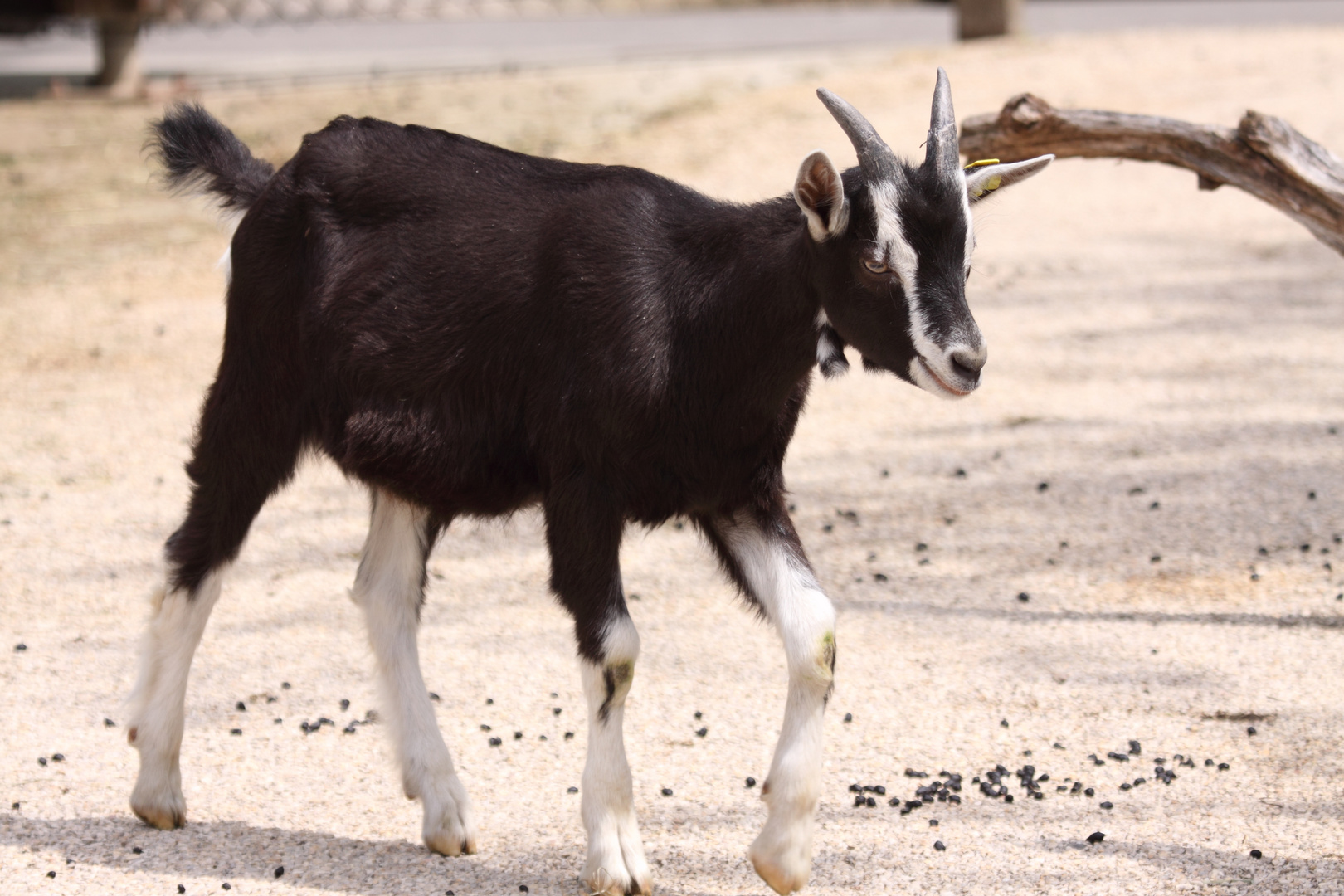 2015-06-12 Tierpark Lange Erlen, Bündner Strahlenziege 023