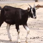 2015-06-12 Tierpark Lange Erlen, Bündner Strahlenziege 023