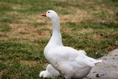 2015-06-12 Tierpark Lange Erlen, Diepholzer Gans, 010