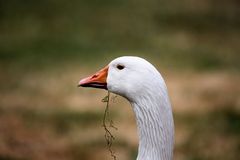 2015-06-12 Tierpark Lange Erlen, Diepholzer Gans, 012