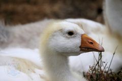 2015-06-12 Tierpark Lange Erlen, Diepholzer Gans, (Küken) 002