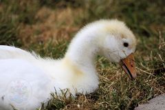 2015-06-12 Tierpark Lange Erlen, Diepholzer Gans, (Küken) 005