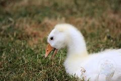 2015-06-12 Tierpark Lange Erlen, Diepholzer Gans, (Küken) 006