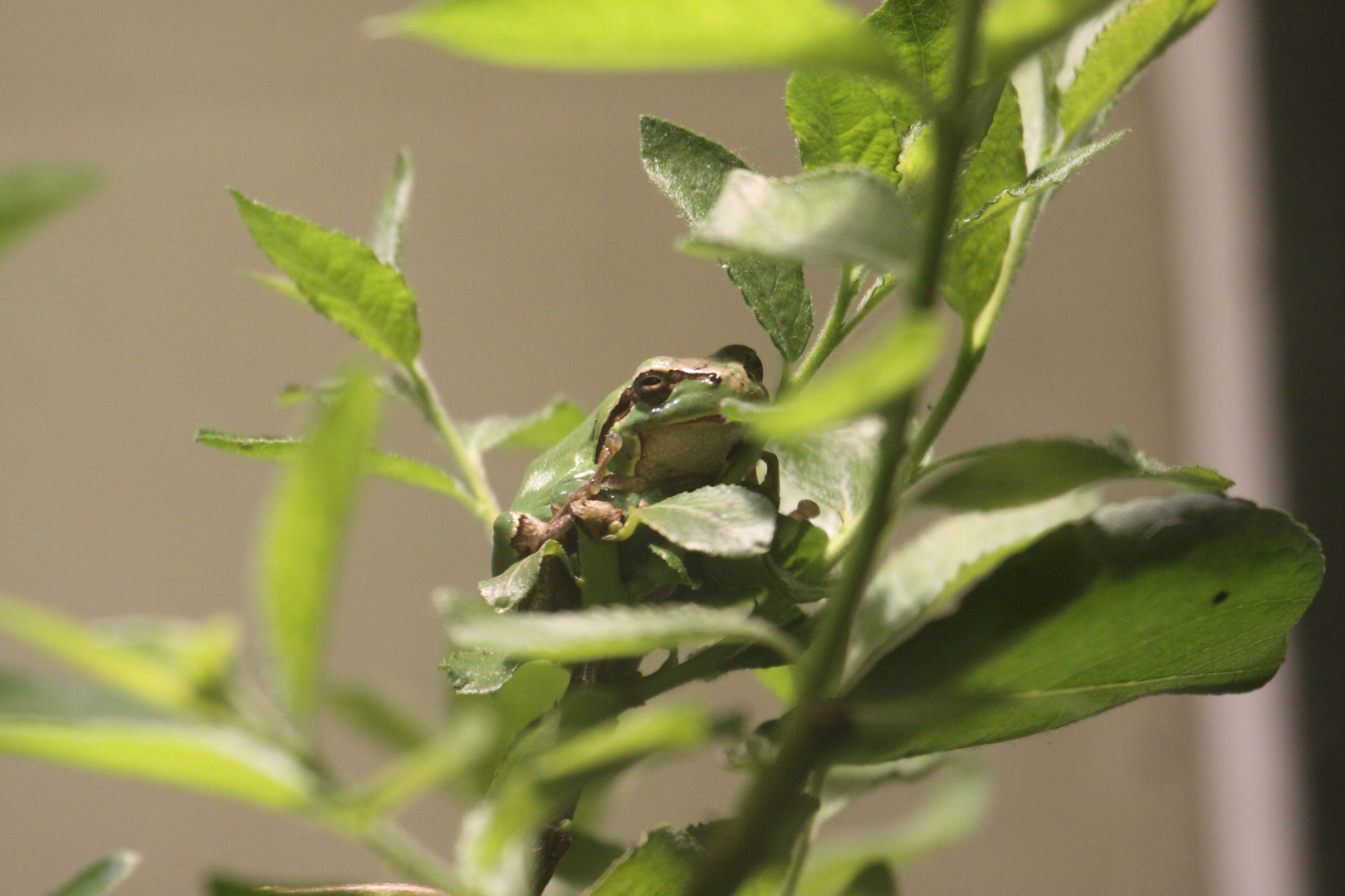 2015-06-12 Tierpark Lange Erlen, Laubfrosch (Hyla arborea) 001