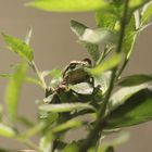 2015-06-12 Tierpark Lange Erlen, Laubfrosch (Hyla arborea) 001