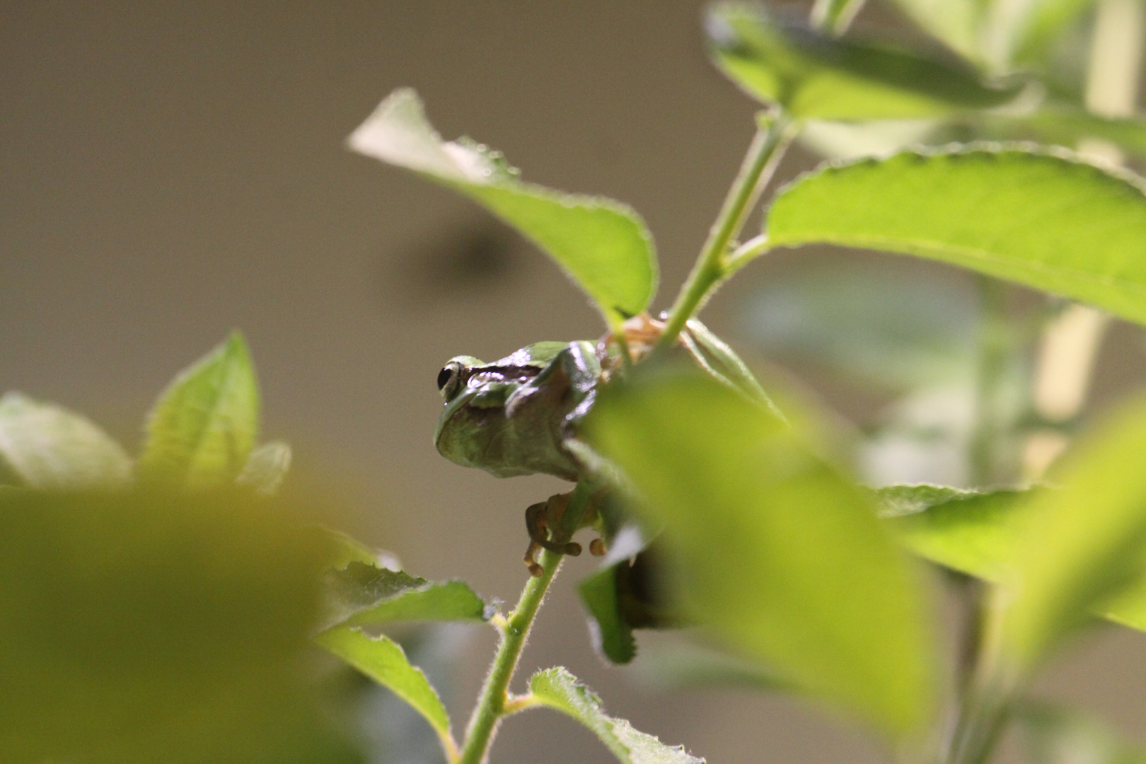 2015-06-12 Tierpark Lange Erlen, Laubfrosch (Hyla arborea) 004