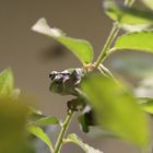 2015-06-12 Tierpark Lange Erlen, Laubfrosch (Hyla arborea) 004