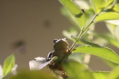 2015-06-12 Tierpark Lange Erlen, Laubfrosch (Hyla arborea) 006