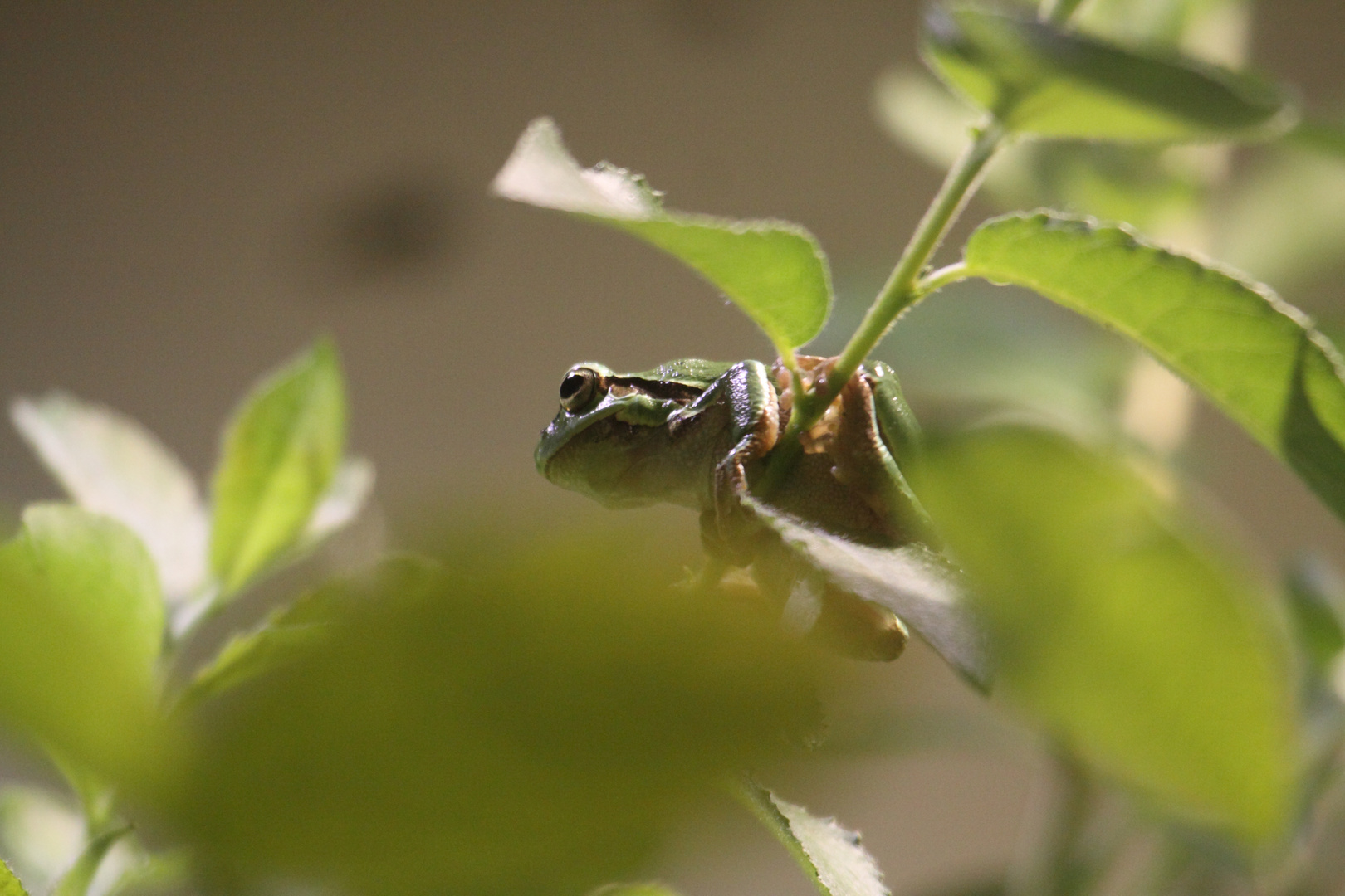 2015-06-12 Tierpark Lange Erlen, Laubfrosch (Hyla arborea) 008