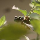 2015-06-12 Tierpark Lange Erlen, Laubfrosch (Hyla arborea) 008