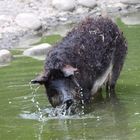 2015-06-12 Tierpark Lange Erlen, Mangalica-Schwein 004