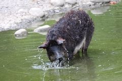 2015-06-12 Tierpark Lange Erlen, Mangalica-Schwein 004