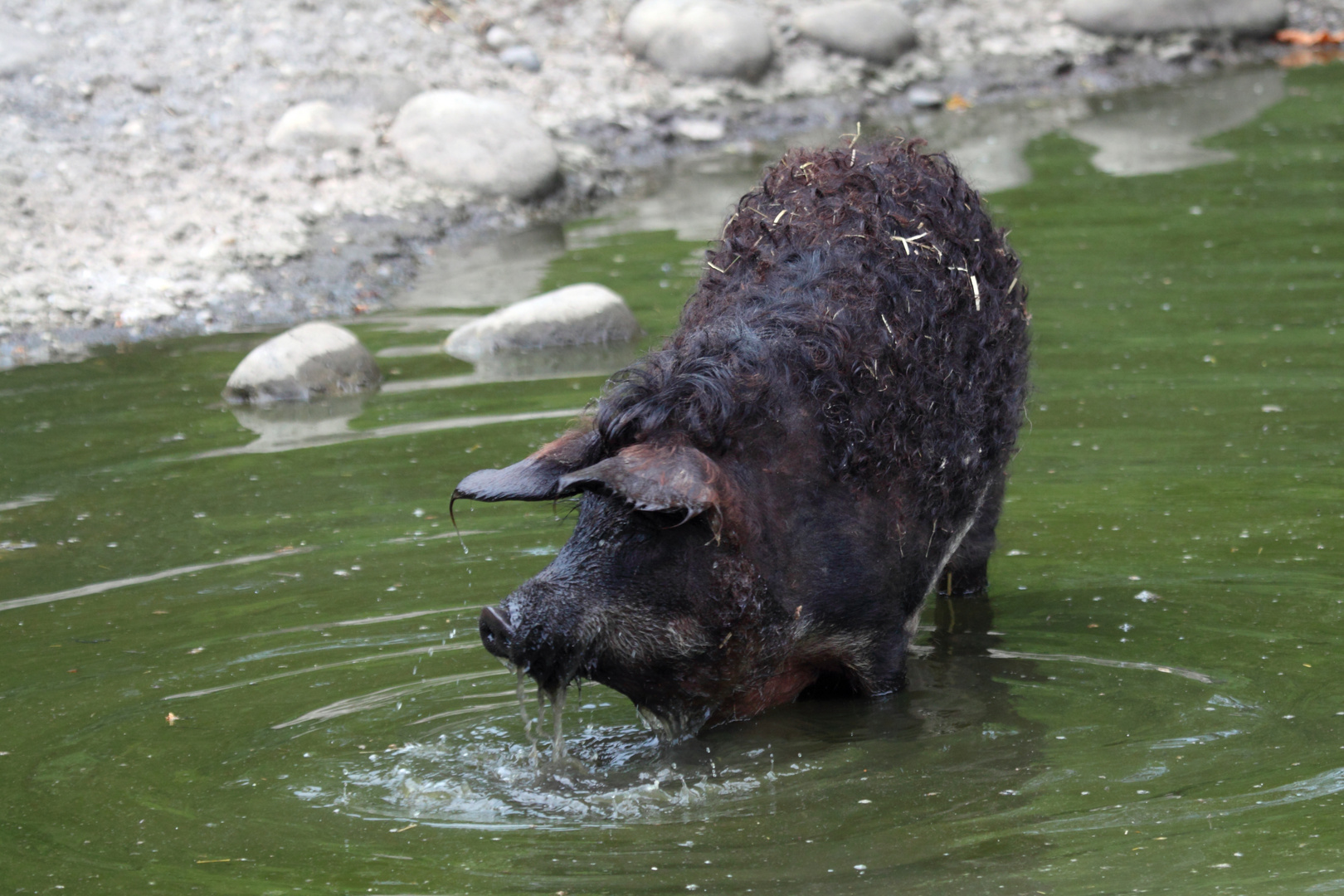 2015-06-12 Tierpark Lange Erlen, Mangalica-Schwein 005