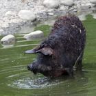 2015-06-12 Tierpark Lange Erlen, Mangalica-Schwein 005