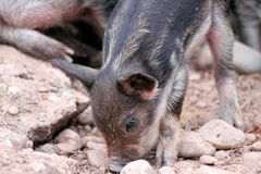 2015-06-12 Tierpark Lange Erlen, Mangalica-Schwein, Frischlinge 007