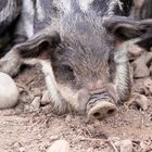 2015-06-12 Tierpark Lange Erlen, Mangalica-Schwein, Frischlinge 011